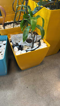Load image into Gallery viewer, Used Jayscott Planter Box – Indoor & Outdoor – Various Colours